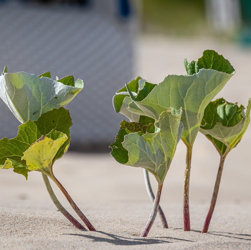 feuille ayant poussé a travers le béton temoin d'une resilience